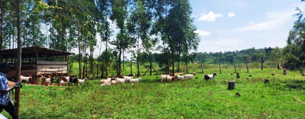 One of the Model farms under OWC Goat rearing